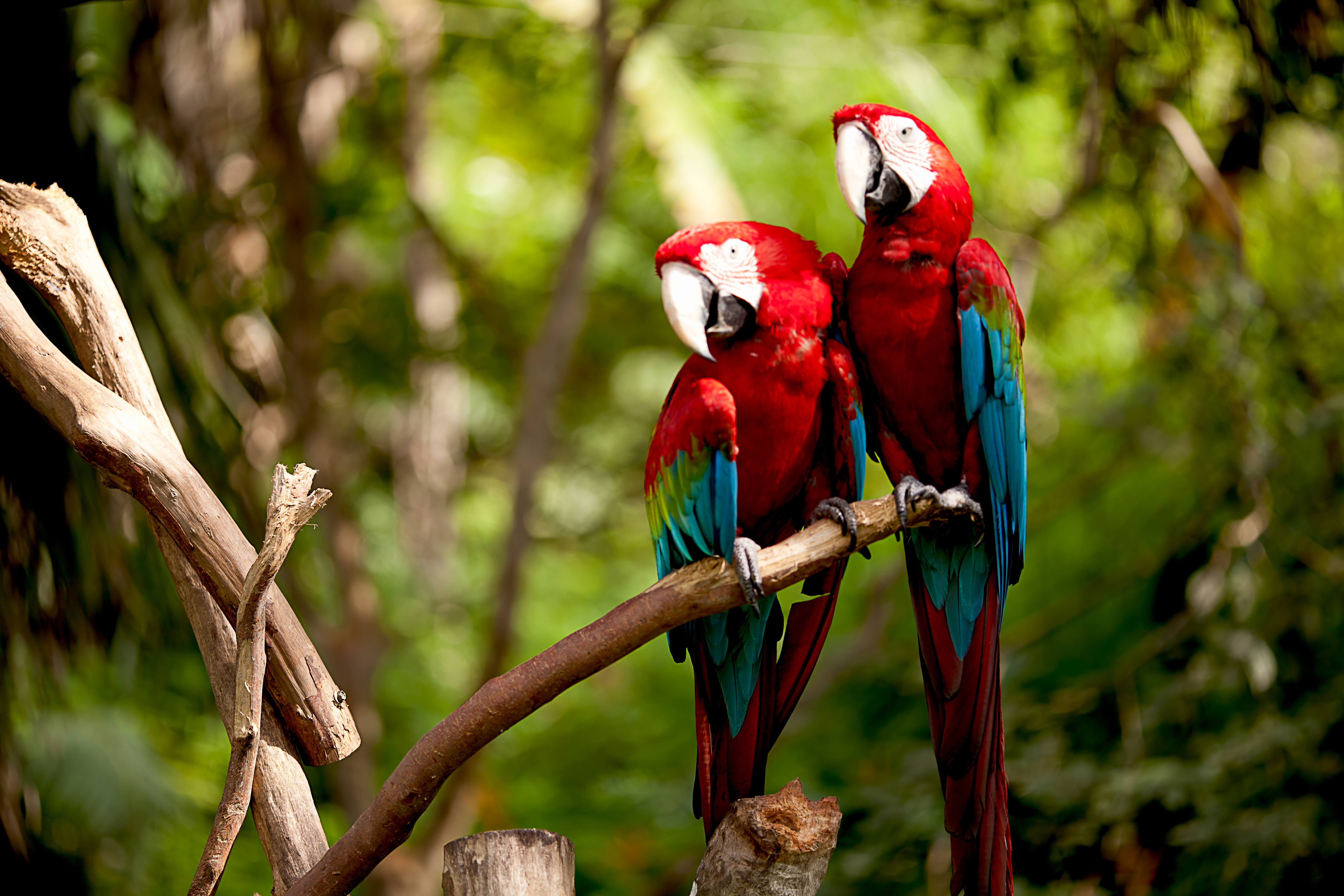 macaw by the sea with three amazon travel with kids rainforest