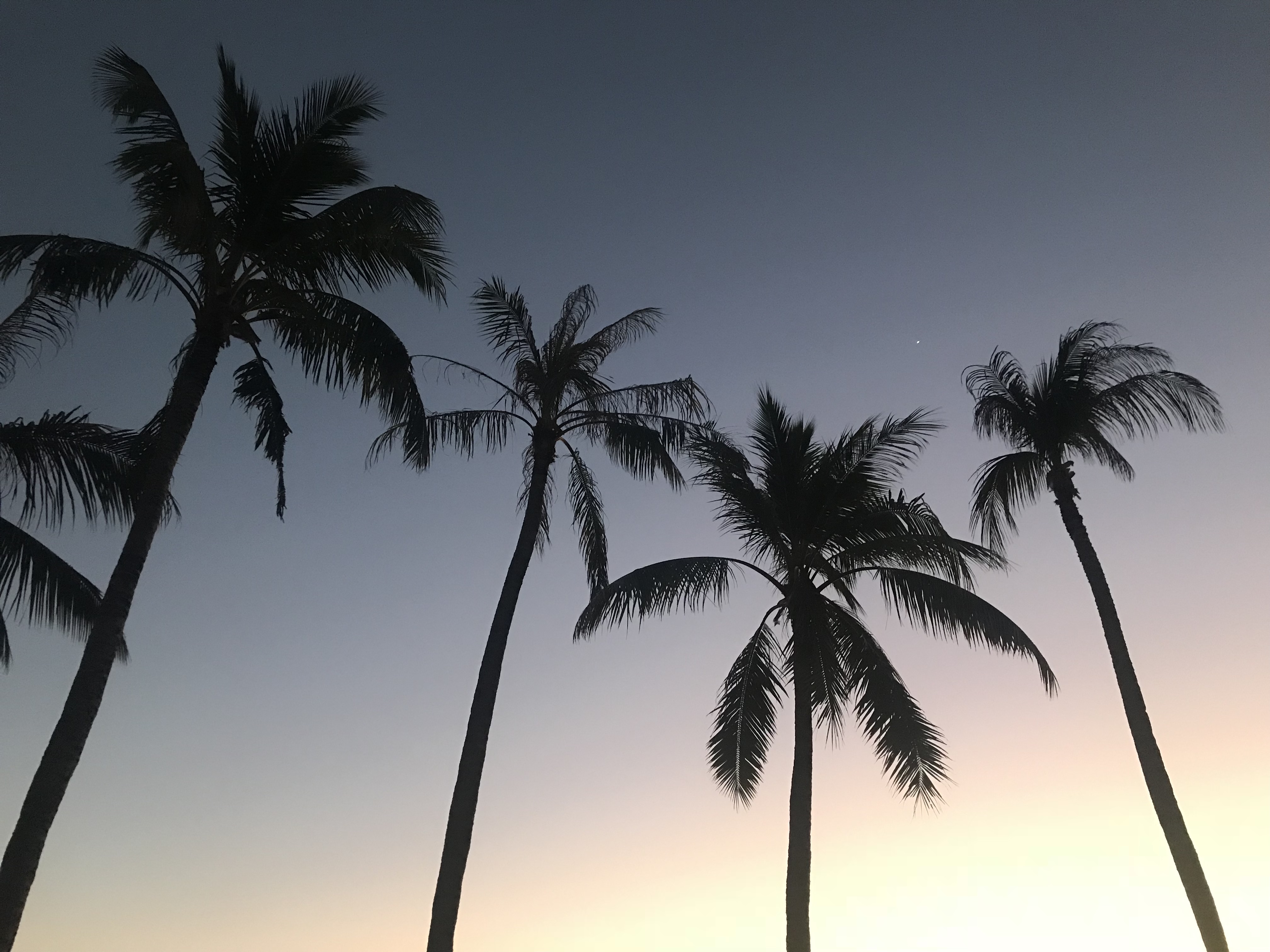 By the sea with Three Palm Trees Hamilton Island 